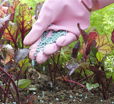 Phosphate Fertilizer Market by Application and Geography - Forecast and Analysis 2021-2025